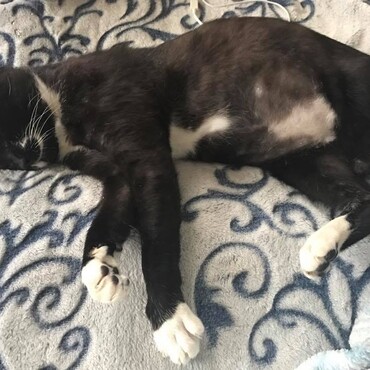 左後ろを失っていたところを保護した黒猫ちゃん