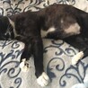 左後ろを失っていたところを保護した黒猫ちゃん