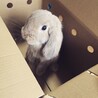 ホーランドロップのミルクちゃん