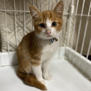 パックの家族探し