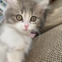 ルナ