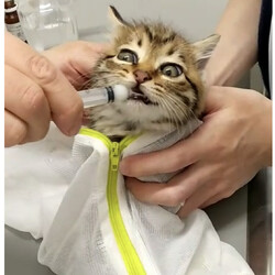 やっと保護できたキジトラの子猫2匹　続き２