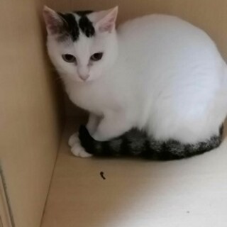 おとなしいメス猫　みなちゃん