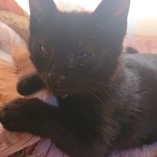 黒猫の〝クー君〟です！