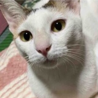 おしゃべり上手で甘えん坊の凛ちゃん