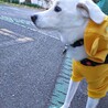 毎日のお散歩