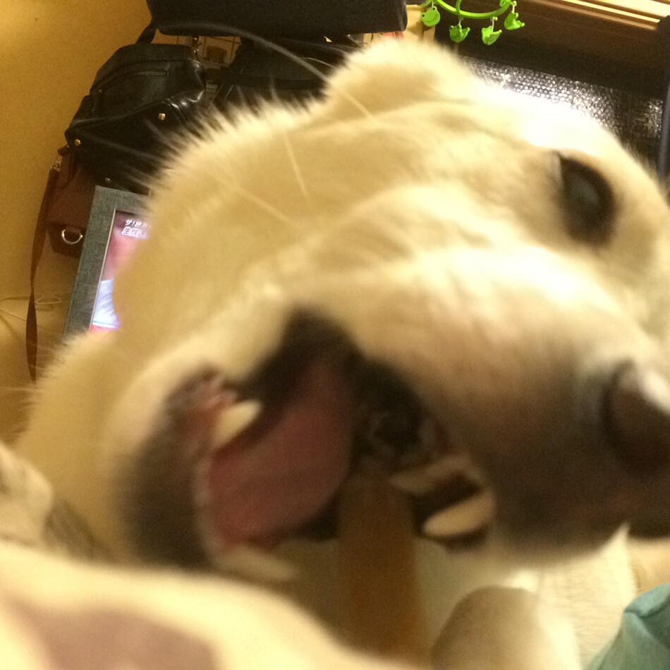 しろのカバー写真