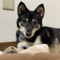 周南保護犬　笠戸島のハナさん　柴犬！？美人さん