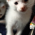 兄弟子猫！里親さん募集中