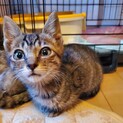 【たびの介】おかげさまで里親様が決まりました。