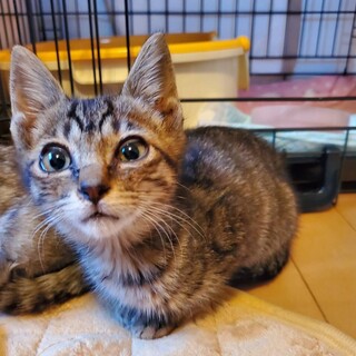 【たびの介】おかげさまで里親様が決まりました。