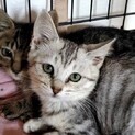 【こさば】おかげさまで里親様が決まりました。