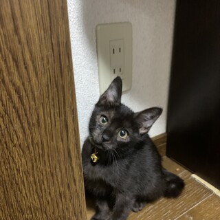 【子猫オス2ヶ月】里親さん募集