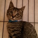 キジトラ子猫(オス)可愛がってくれる方へ