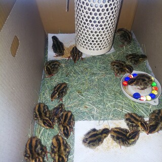 ウズラの雛たち