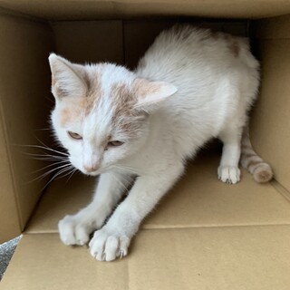 里親募集　可愛がって下さる方