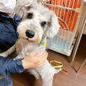 人懐っこい甘えん坊さん♪ ミニチュアシュナウザー