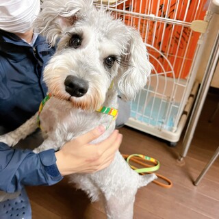 人懐っこい甘えん坊さん♪ ミニチュアシュナウザー