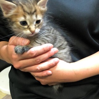 顔平べったい族のたいちゃん2ヶ月