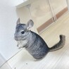 chinchillasatooya