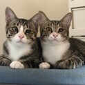 甘えん坊、仲良し兄弟