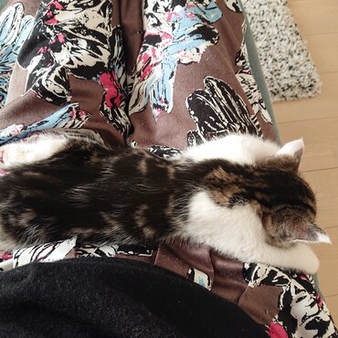 初めてお膝で寝てくれました