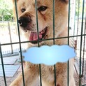 【感謝】繋がります！秋田犬・あきお君→らんらん