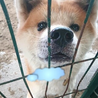 【感謝】繋がります！条件付き譲渡＊あき太君　♂