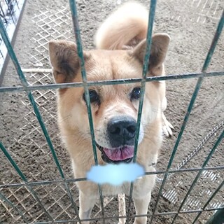 【虹の橋を渡りました】ビッグな甘ったれ♪きんた君