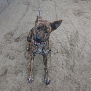 【感謝】繋がります！破天荒なもんもん君♂