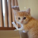 ふっわふわ♡可愛すぎる茶シロの男の子（交渉中）