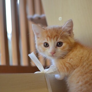 ふっわふわ♡可愛すぎる茶シロの男の子（交渉中）