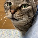 人懐こく甘えん坊！素直で人と一緒に暮らしやすいです