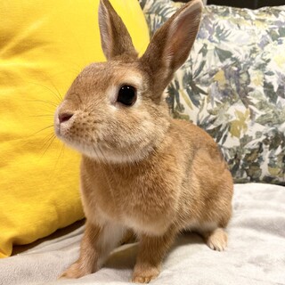 うさぎ　メス　ネザーランド　1歳6ヶ月