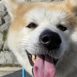 おっとり美人「秋田犬Jasmine-ジャスミン」