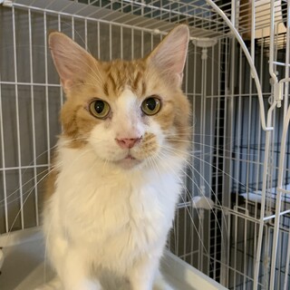 大きなメインクーンの男の子☆