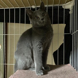 ロシアンブルー風の猫ちゃん