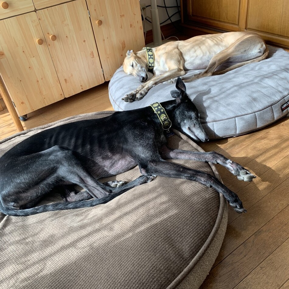 モリーのカバー写真