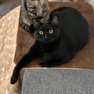 【急募】甘えん坊な女の子