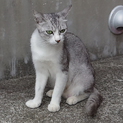 甘えん坊なグレー美猫さんの里親募集