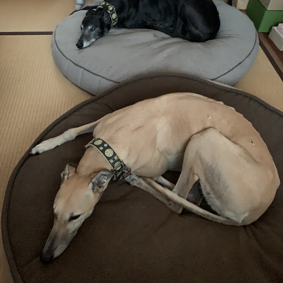 スターリングのカバー写真