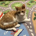 元気で甘えん坊な男の子です。