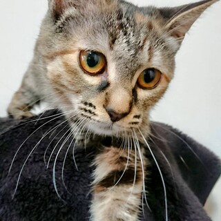 【子猫】男の人が大好き！こはくちゃん