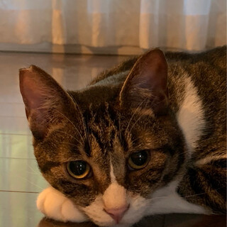 猫飼い初心者オススメ！ スリごろキジ白♂＠2歳
