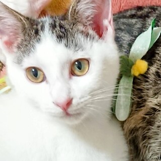 【子猫】怖いもの知らず！元気なうたくん