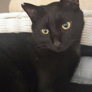 人馴れOK！性格花マルな黒猫♂＠2歳