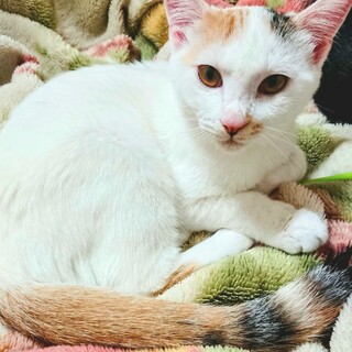 【子猫】ツンデレ女子！もみじちゃん