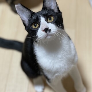 甘えんぼ♡黒白レイニャン