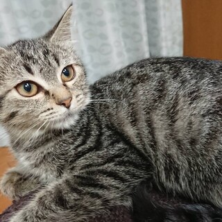 【子猫】一緒にぼーっと過ごしたい！むぎちゃん