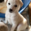 予約募集♪ちびっこミエル♬里親絶賛募集中！